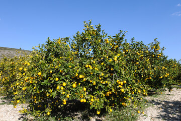 Fototapeta na wymiar Lemon trees in an orchard, Alicante Province, Spain