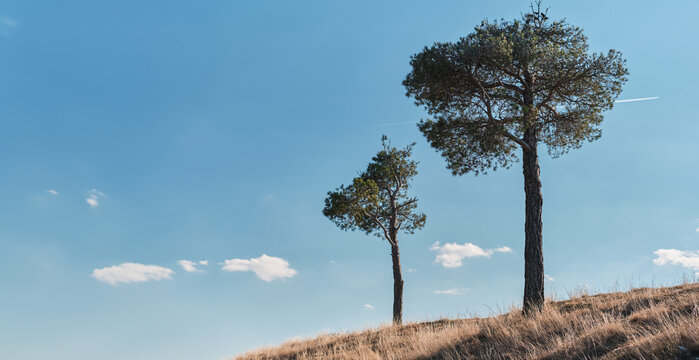 Two pine trees against a blue sky, spurs of mountains in the vicinity of Tbilisi, idea for a poster with copy space