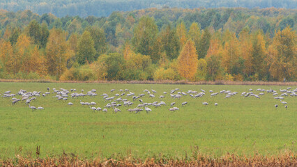 Huge flock of cranes in an early autumn morning in a plowed field