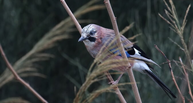Eurasian Jay on branch, Garulus glandarius, birds of Montenegro

