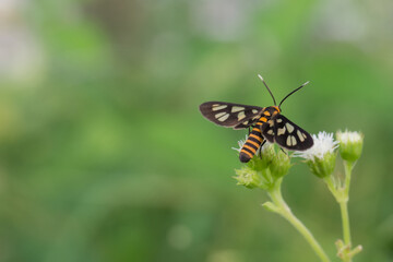 butterfly on a flower