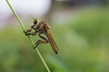 robertfly on a leaf