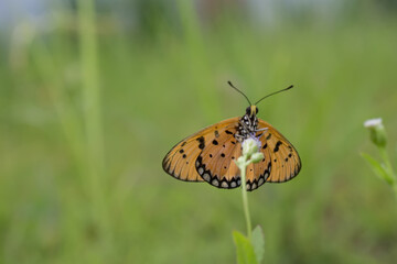 butterfly on a flower