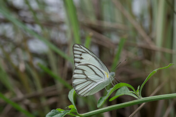 butterfly on grass