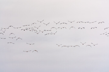 Flying cranes flock against blue sky