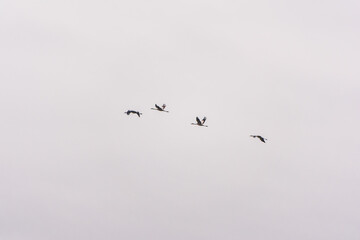 Flying cranes flock against blue sky