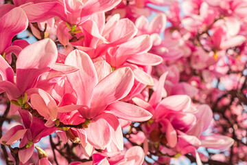 Spring floral background. Beautiful pink magnolia flowers in soft light.