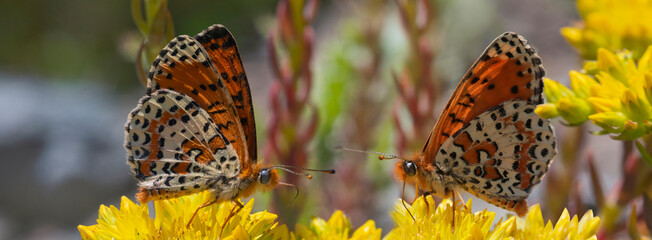 Rote Scheckenfalter (Melitaea didyma) zwei Schmetterlinge auf gelber Blüte, Panorama  - obrazy, fototapety, plakaty
