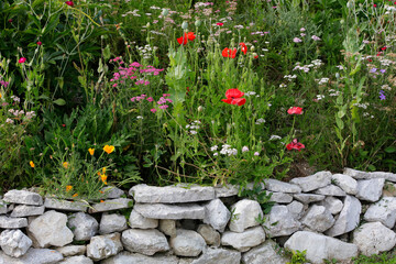 Verschiedene Wildblumen an Steinmauer