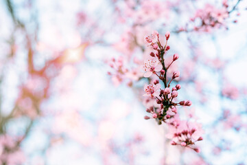 Blossom cherry tree over nature background. Spring pink flowers.