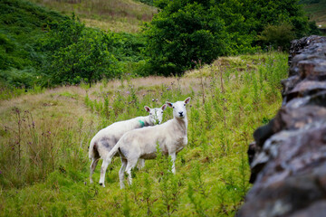 Obraz premium sheep in the mountains