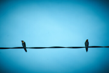 two birds on wire

