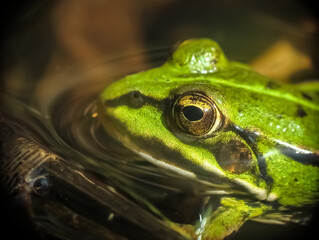 Green frog in the water close-up.
