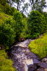 Fototapeta premium river in the forest