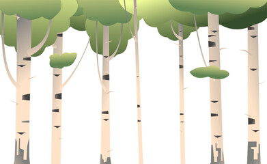 Birches. Isolated on white background. Summer landscape forest and trees. Nature view. Cartoon fun style. Flat design. Vector.