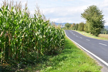 road along a high corn field in autumn