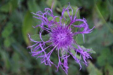 Violette Blüte einer Flockenblume