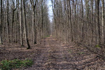 Forest path without snow in February