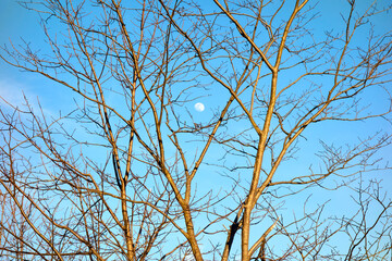 A tree branch with a blue clear sky background, moon during the day