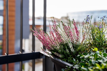 Plants in the terrace