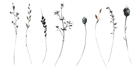 Watercolor floral set of black, gray, brown wild herbs, spikelets, branches, twigs. Traced vector drawing.