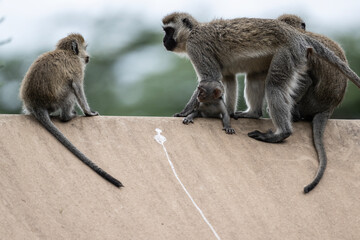 gray monkeys in natural conditions on a sunny day in a park in Zimbabwe