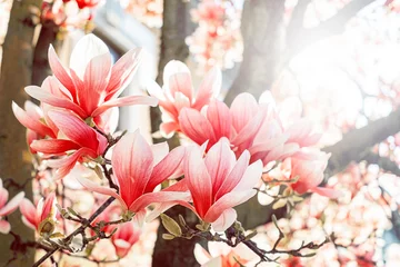 Gardinen Spring floral background. Beautiful pink magnolia flowers in soft light. © Anna