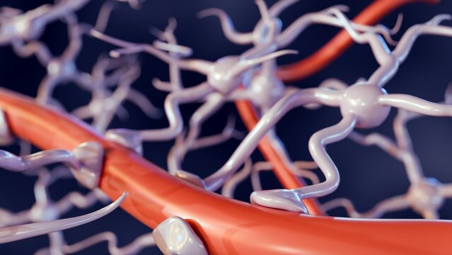 3d rendering of astrocytes with blood vessel, found abundantly throughout the brain and spinal cord.