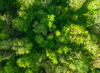 Aerial top view of summer green trees in forest. Drone photography.
