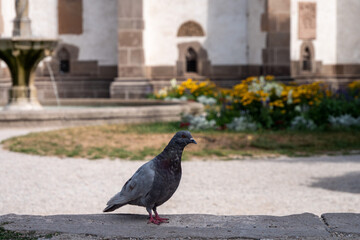 Obraz premium Pigeons are part of urban life in Košice, the metropolis of eastern Slovakia