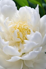 Obraz na płótnie Canvas Elegant White Peony with Dew Drops on Petals
