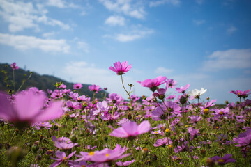 沖縄で咲くピンク色のコスモスの花