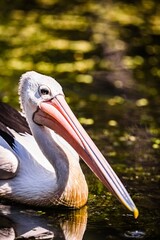 Pelican close up