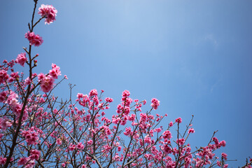 沖縄で咲くピンク色の寒緋桜の花