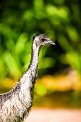 Close up emu