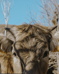 Portrait of a cow with petite horns exuding rustic charm.
