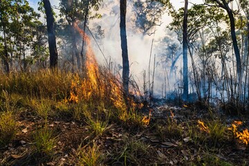 Savannah grass fire