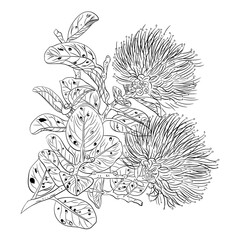 hand-drawn vector botanical Ohia lehua