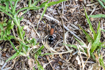 insects in natural conditions on a sunny day in a park in Zimbabwe