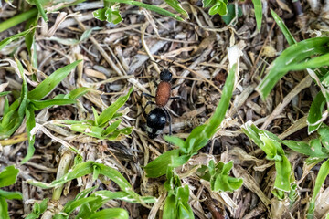insects in natural conditions on a sunny day in a park in Zimbabwe