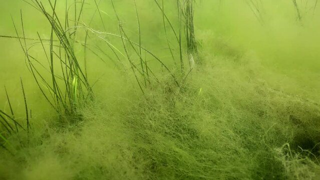 Close-up of bottom covered with thick layer of fluffy Green Algae (Cladophora sp) with Dwarf Eelgrass (Zostera noltii), Slow motion