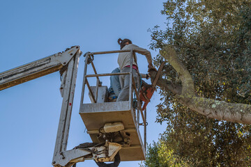 A couple cuts a large mimosa branch using an aerial platform and a chainsaw