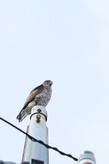 沖縄県宮古島　木の上で羽を休めるサシバ