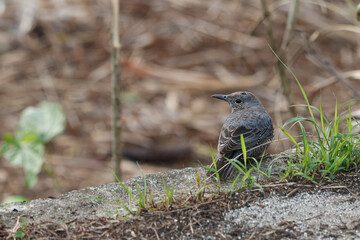 沖縄県宮古島　イソヒヨドリ