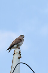 沖縄県宮古島　木の上で羽を休めるサシバ