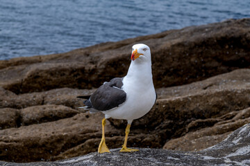 Seaside Sentry: Majestic Seagull Perched on Coastal Rocks