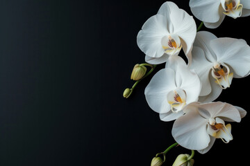 Fototapeta na wymiar Group of White Flowers on a Black Background
