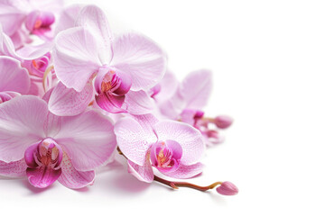 A Bunch of Pink Flowers on a White Background