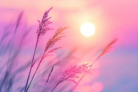 Blurry Photo of the Sun and Tall Grass