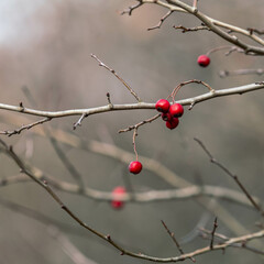 red berries